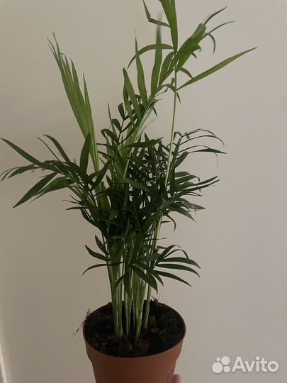 Пальма хамедорея