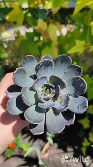 Суккуленты