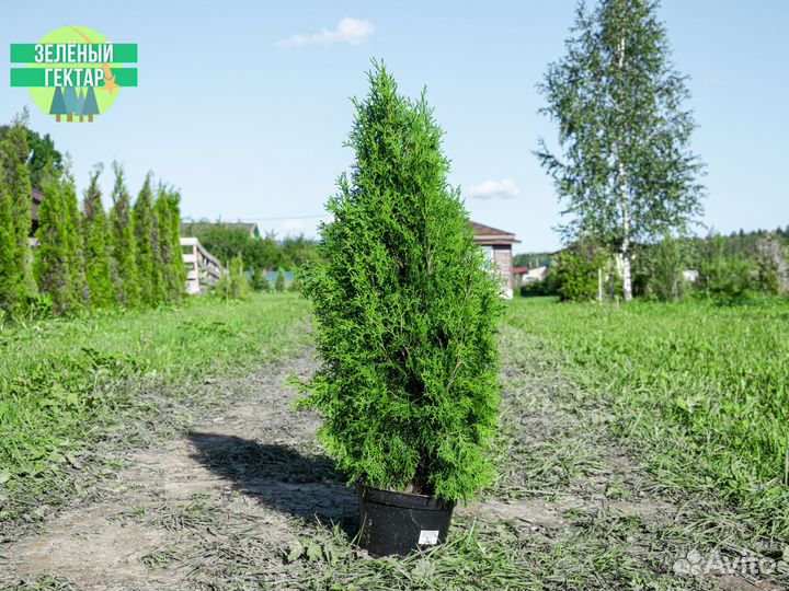 Туя колумна 1,2 м свежая копка 2023