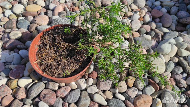 Флокс шиловидный