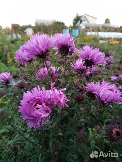 Цветы многолетние для сада