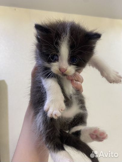 Отдам котенка в добрые руки