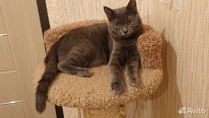 Котик пепельный в добрые руки