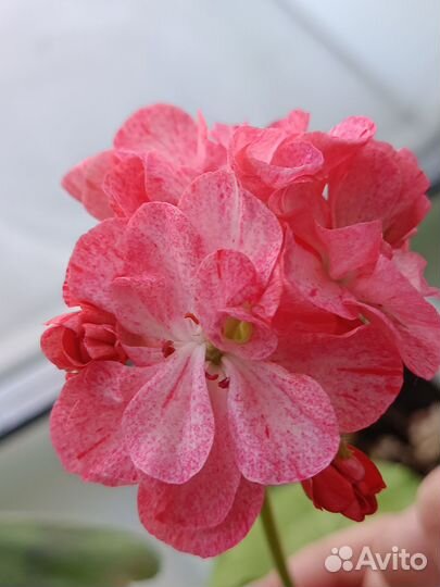 Пеларгония герань