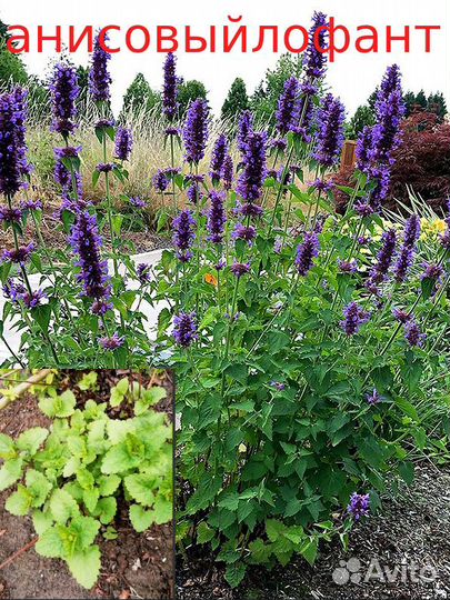 Многолетники для сада цветы Часть 2