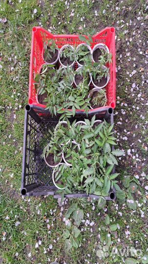 Норвежская малина