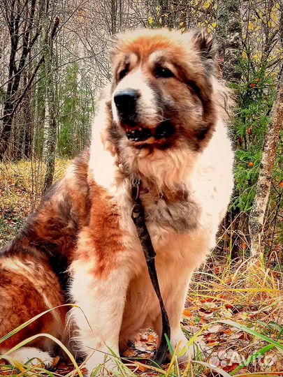 Носки, рукавицы из собачьего пуха