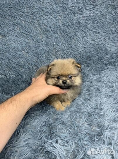 Девочки и мальчики Шпица померанский