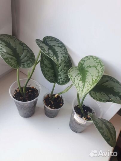 Сциндапсус пиктус треби