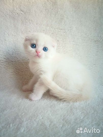 Шикарный домоправитель