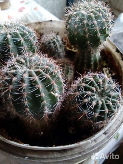 Каланхое,кактусы,золотой ус