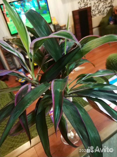 Кордилина.спатифиллус.женское счастье