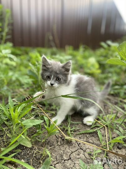 Котята отдам бесплатно
