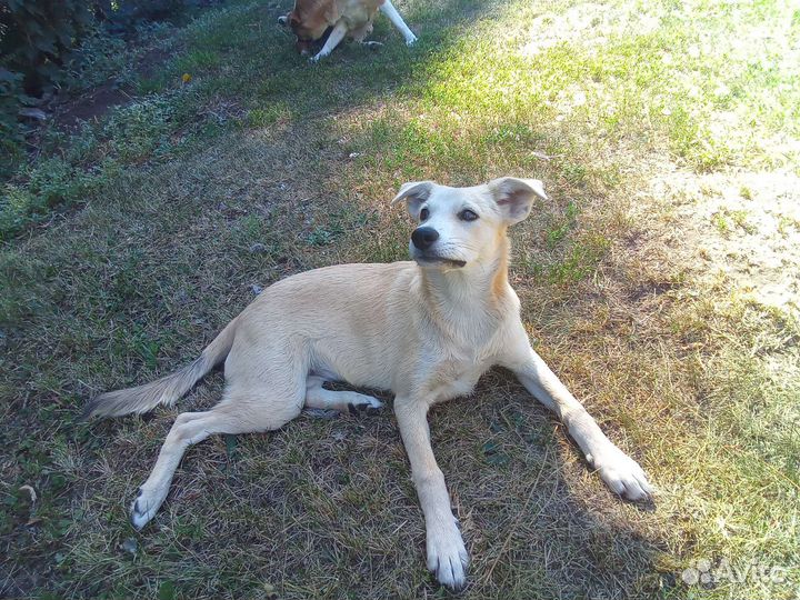 Щенята в добрые руки