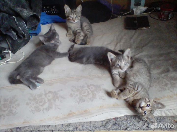 Котята в добрые руки бесплатно