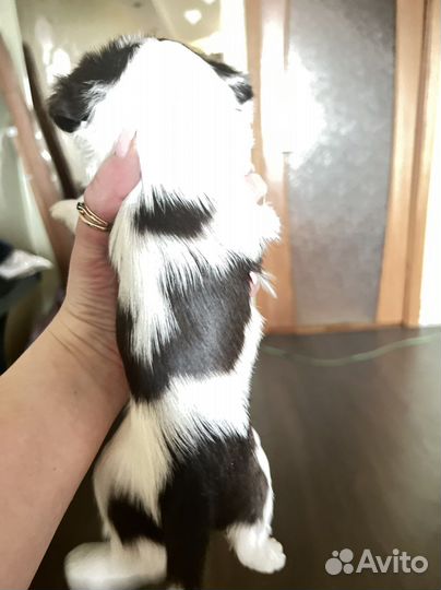 Бивер йорк биро девочка