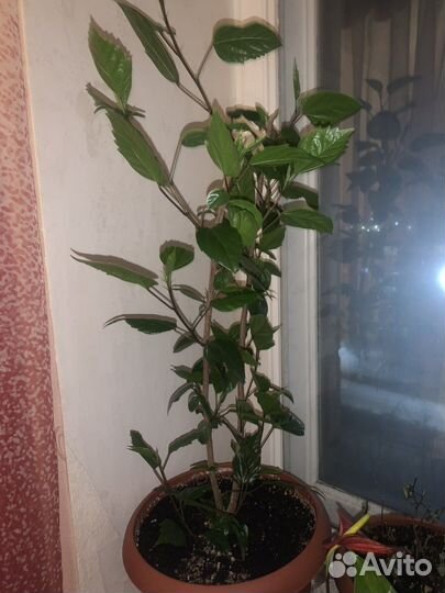 Комнатные цветы