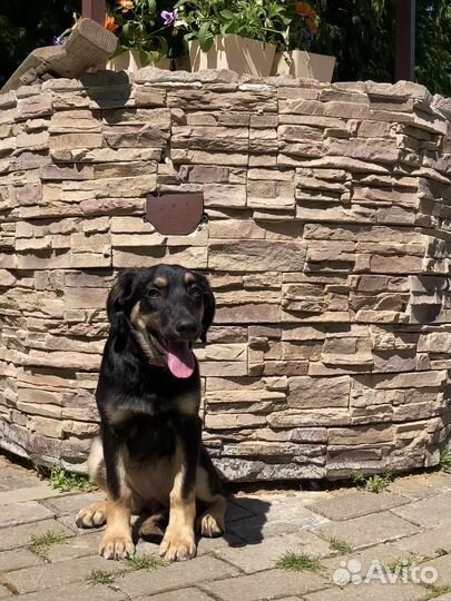 Метис таксы ищет дом