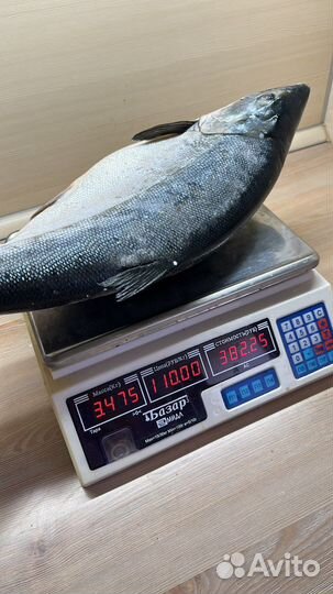 Кижуч дикий