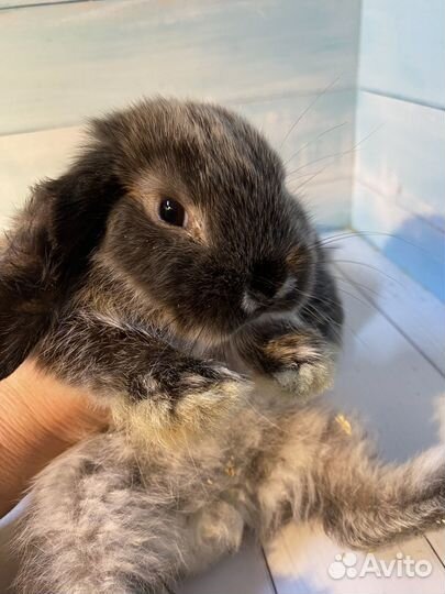 Кролики минилопы