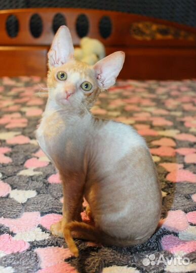 Мальчик, носитель разноглазия