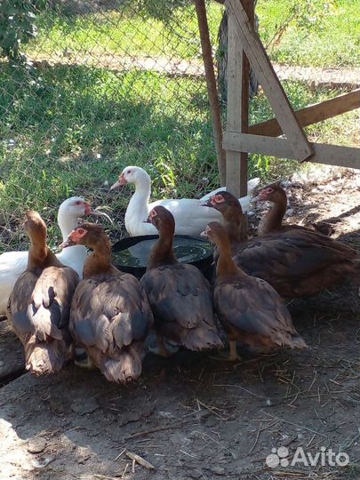 Мускусная утка