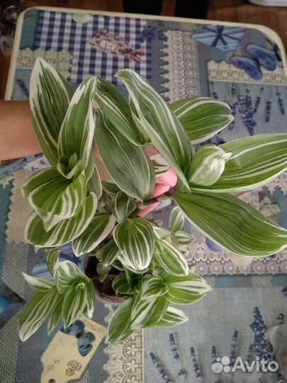 Традесканция нанук(кустовая)