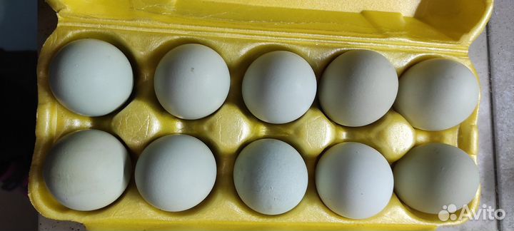 Крупные домашние куриные яйца