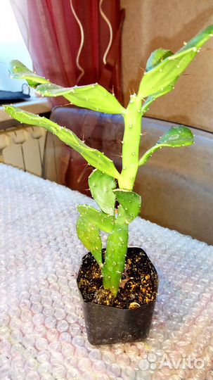 Опунция Монаканта Вариегата