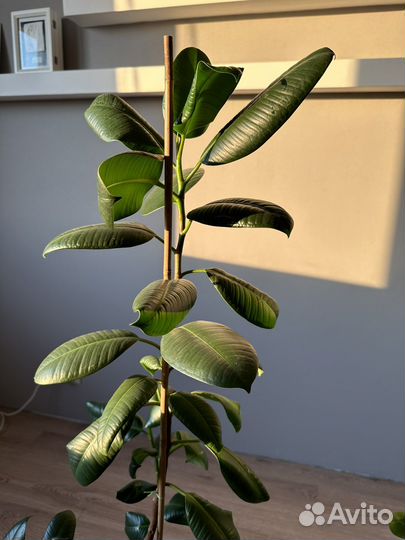 Фикус каучуконосный большой