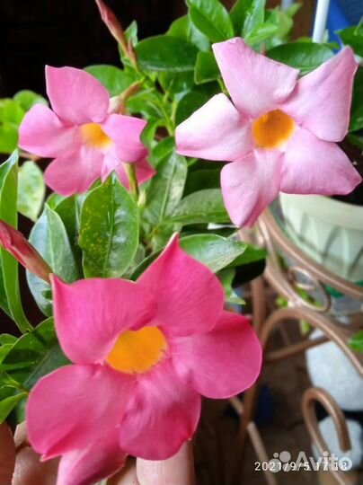 Дипладении