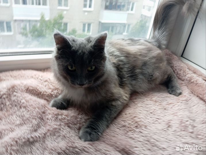 Кошка в добрые руки