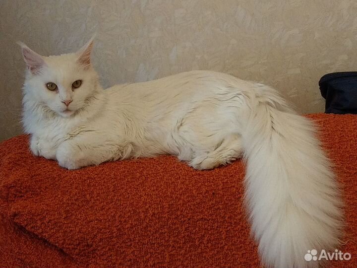 Котята породы мэйн кун май 2024