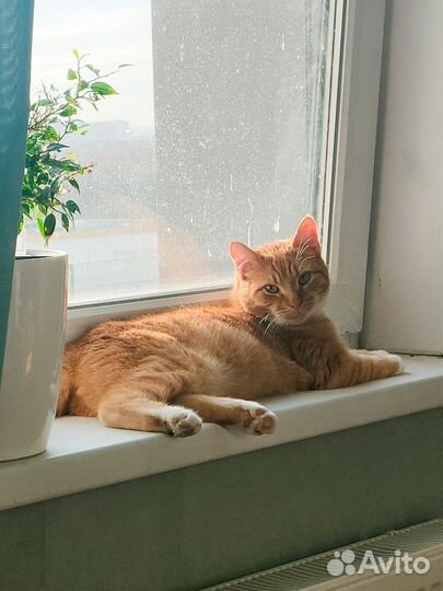 Кот Ванечка