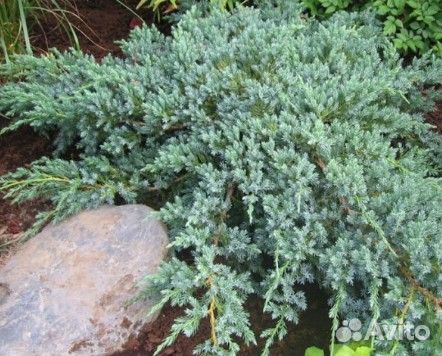 Саженцы хвойных растений