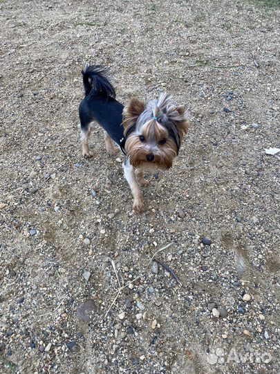 Йоркширский терьер вязка мальчик