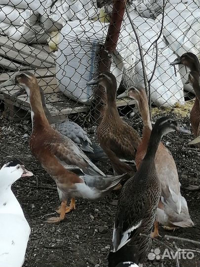 Индийские бегунки и индоутки