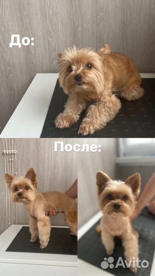 Грумер/ стрижка собак и кошек