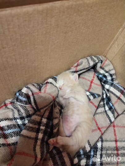 Котята мальчики 1.5 мес