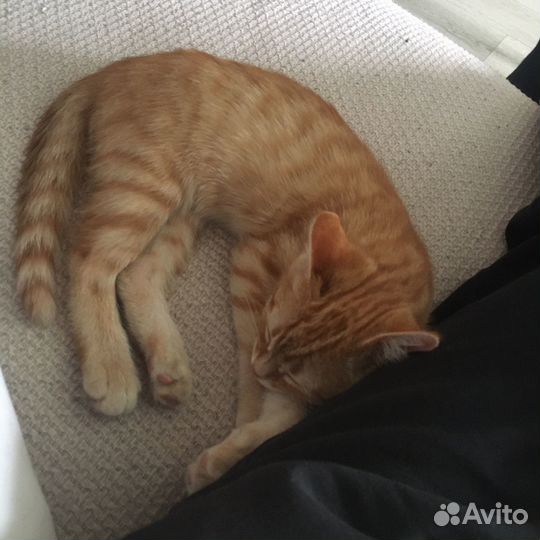 Рыженький котик