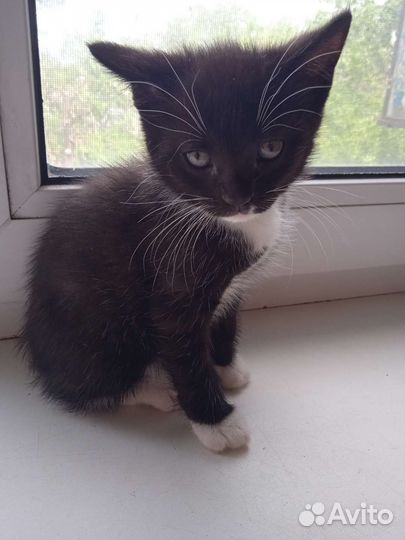 Котенок в дар бесплатно