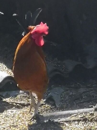 Продам петуха декоративного (маленького)
