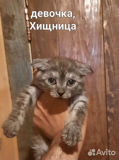 Вислоухие котята