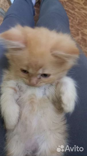 Четверо котят три мальчика и одна девочка