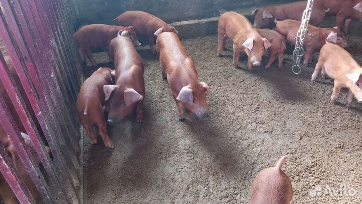 Поросята Дюрок