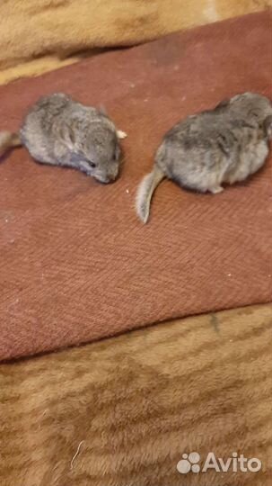 Шиншиллы малыши