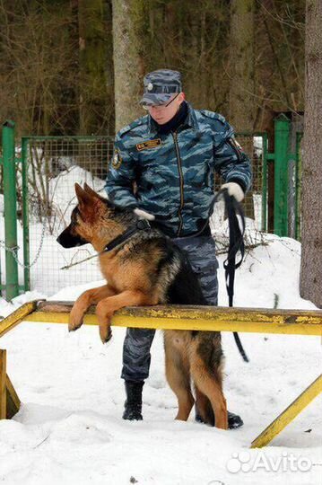 Дрессировка Собак. Кинолог. Передержка