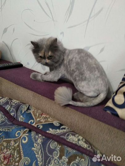 Стрижка кошек (выезд)