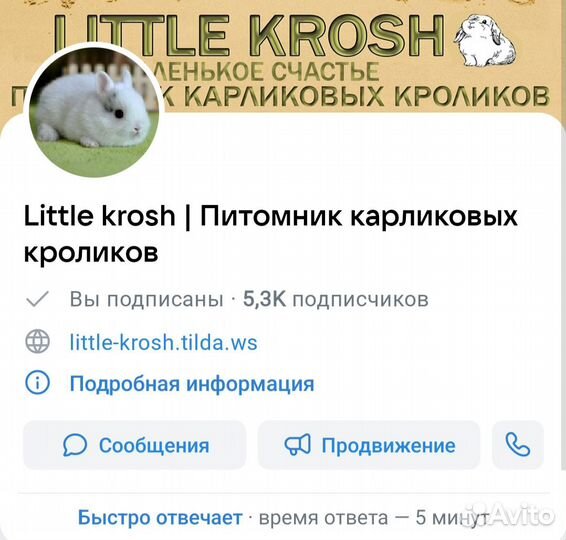 Карликовые кролики