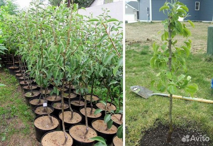 Груша сорт Просто Мария